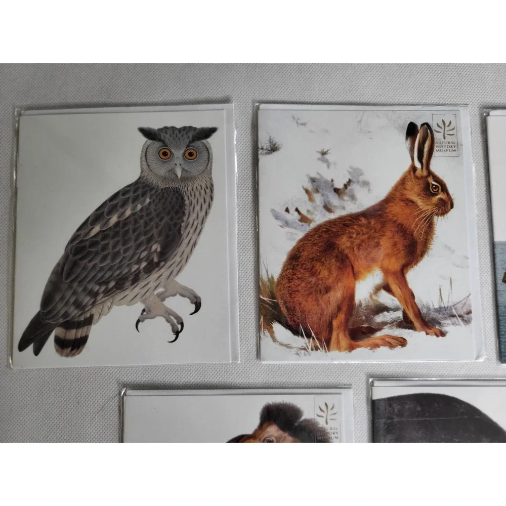 Natural History Museum Animal Greeting Cards Set of 5 Owl Hare Turtle Monkey OS